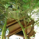 Cabane dans l'arbre