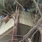 Cabane dans l'arbre